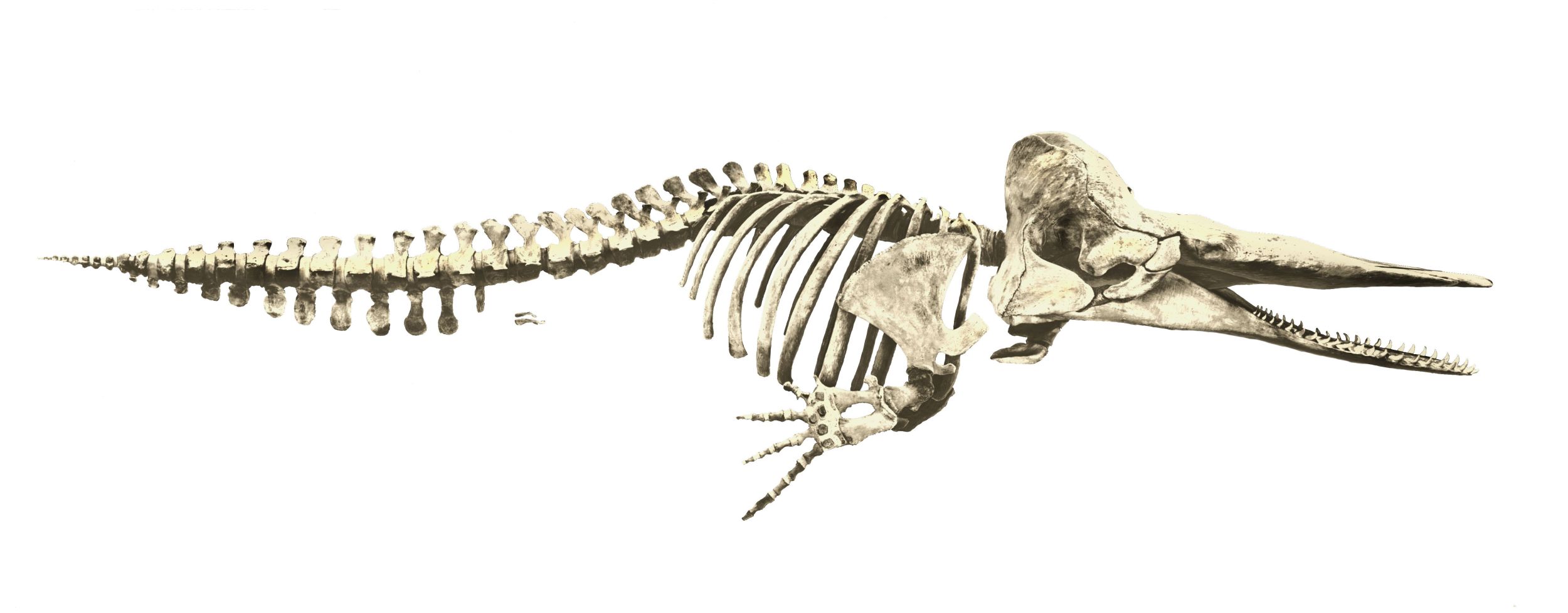 The Museon-Omniversum sperm whale