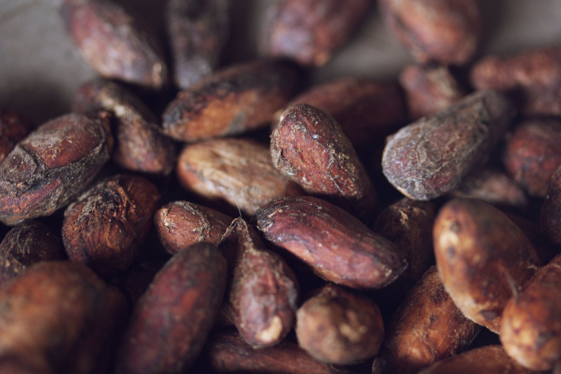 Cacao. Foto: Rosario Soffia / CC