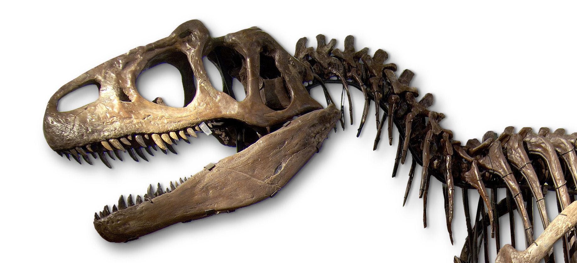 Allosaurus. Collectie Museon