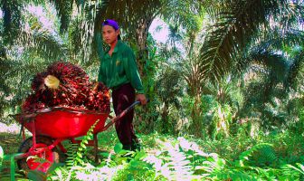 Kinderarbeid op een palmolieplantage. Foto: ILO Asia-Pacific
